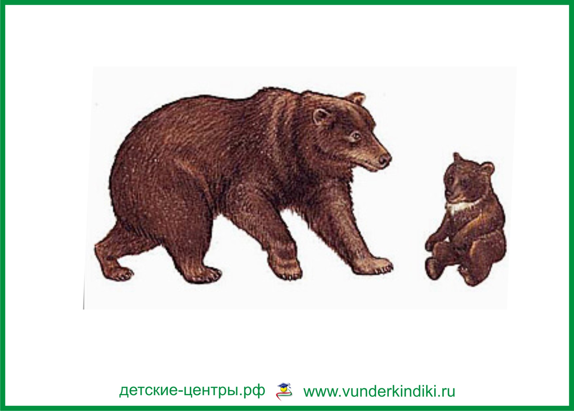 Медведь и Медвежонок картинки для детей